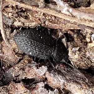 Adelium porcatum at Kowen, ACT - 9 Sep 2022 12:04 PM