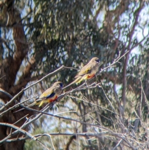 Northiella haematogaster at Wilcannia, NSW - 3 Sep 2022 12:19 PM