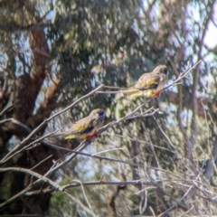 Northiella haematogaster at Wilcannia, NSW - 3 Sep 2022