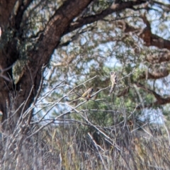 Northiella haematogaster at Wilcannia, NSW - 3 Sep 2022