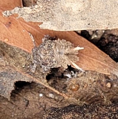 Fulgoroidea (superfamily) (Unidentified fulgoroid planthopper) at Kowen Escarpment - 9 Sep 2022 by trevorpreston