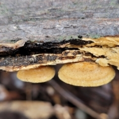 zz Polypore (shelf/hoof-like) at Kowen, ACT - 9 Sep 2022 by trevorpreston