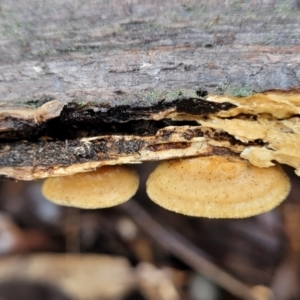 zz Polypore (shelf/hoof-like) at Kowen, ACT - 9 Sep 2022 12:02 PM