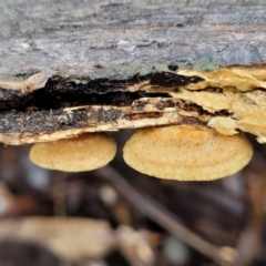 zz Polypore (shelf/hoof-like) at Kowen, ACT - 9 Sep 2022