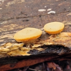 zz Polypore (shelf/hoof-like) at Kowen, ACT - 9 Sep 2022 12:02 PM