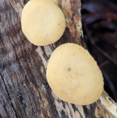 zz Polypore (shelf/hoof-like) at Kowen, ACT - 9 Sep 2022 12:02 PM