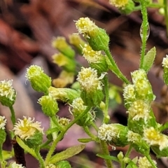 Erigeron canadensis at Kowen, ACT - 9 Sep 2022