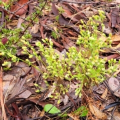 Erigeron canadensis at Kowen, ACT - 9 Sep 2022