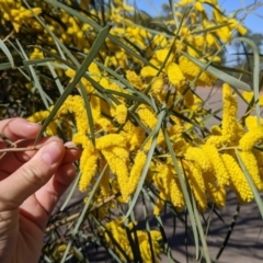 Acacia doratoxylon (Currawang) at Cobar, NSW - 3 Sep 2022 by Darcy