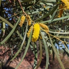 Acacia doratoxylon at Cobar, NSW - 4 Sep 2022