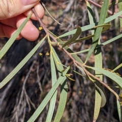 Acacia doratoxylon at Cobar, NSW - 4 Sep 2022 09:55 AM