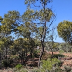 Acacia doratoxylon at Cobar, NSW - 4 Sep 2022 09:55 AM