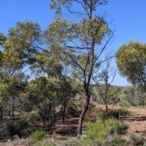 Acacia doratoxylon at Cobar, NSW - 4 Sep 2022 09:55 AM