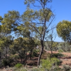 Acacia doratoxylon at Cobar, NSW - 4 Sep 2022