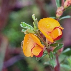 Pultenaea microphylla (Egg and Bacon Pea) at Kowen, ACT - 9 Sep 2022 by trevorpreston