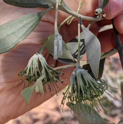 Amyema maidenii subsp. maidenii (Pale-leaved Mistletoe) at Cobar, NSW - 3 Sep 2022 by Darcy