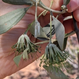 Amyema maidenii subsp. maidenii (Pale-leaved Mistletoe) at Cobar, NSW by Darcy