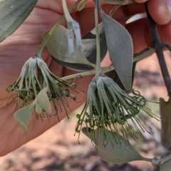 Amyema maidenii subsp. maidenii at Cobar, NSW - 4 Sep 2022