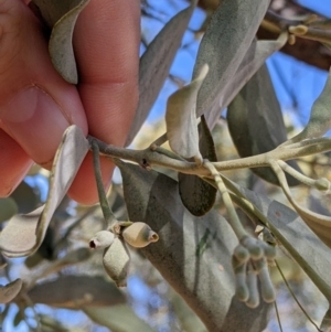 Amyema maidenii subsp. maidenii at Cobar, NSW - 4 Sep 2022 09:56 AM