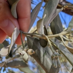 Amyema maidenii subsp. maidenii at Cobar, NSW - 4 Sep 2022