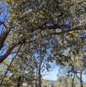 Amyema maidenii subsp. maidenii at Cobar, NSW - 4 Sep 2022