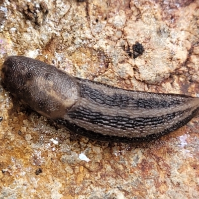 Ambigolimax sp. (valentius and waterstoni) (Striped Field Slug) at Kowen Escarpment - 9 Sep 2022 by trevorpreston