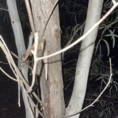 Eucalyptus mannifera subsp. mannifera (Brittle Gum) at Point 5813 - 9 Sep 2022 by lbradley