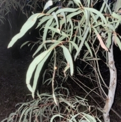 Eucalyptus mannifera subsp. mannifera at Aranda, ACT - 9 Sep 2022