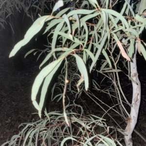 Eucalyptus mannifera subsp. mannifera at Aranda, ACT - 9 Sep 2022