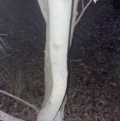 Eucalyptus mannifera subsp. mannifera at Aranda, ACT - 9 Sep 2022