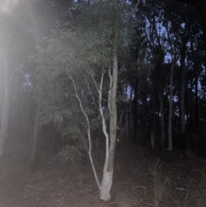 Eucalyptus mannifera subsp. mannifera at Aranda, ACT - 9 Sep 2022