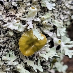 Unidentified Lichen at Kowen Escarpment - 9 Sep 2022 by trevorpreston