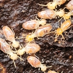 Nasutitermes (genus) (Snouted termite, Gluegun termite) at Kowen, ACT - 9 Sep 2022 by trevorpreston