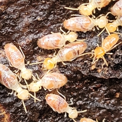 Nasutitermes sp. (genus) (Snouted termite, Gluegun termite) at Kowen, ACT - 9 Sep 2022 by trevorpreston