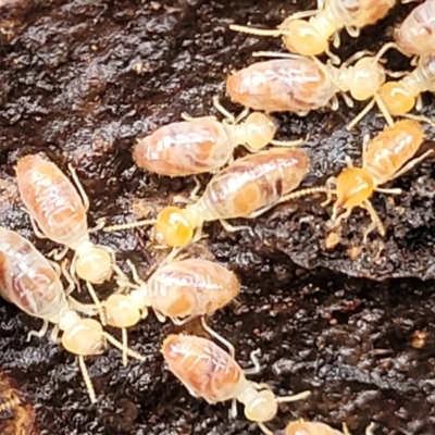 Nasutitermes sp. (genus) (Snouted termite, Gluegun termite) at Kowen Escarpment - 9 Sep 2022 by trevorpreston