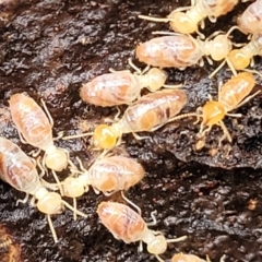 Nasutitermes sp. (genus) (Snouted termite, Gluegun termite) at Kowen, ACT - 9 Sep 2022 by trevorpreston