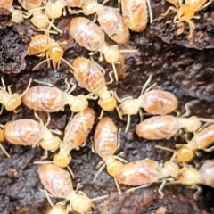 Nasutitermes sp. (genus) at Kowen, ACT - suppressed