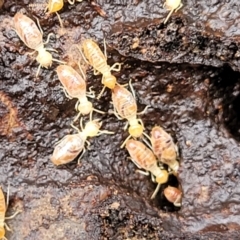 Nasutitermes sp. (genus) at Kowen, ACT - suppressed