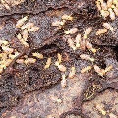 Nasutitermes sp. (genus) at Kowen, ACT - 9 Sep 2022