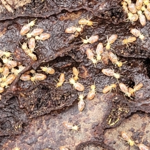 Nasutitermes sp. (genus) at Kowen, ACT - suppressed