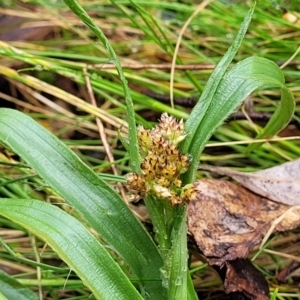 Luzula densiflora at Kowen, ACT - 9 Sep 2022 11:45 AM