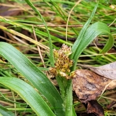 Luzula densiflora (Dense Wood-rush) at Kowen, ACT - 9 Sep 2022 by trevorpreston