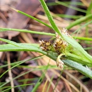 Luzula densiflora at Kowen, ACT - 9 Sep 2022 11:45 AM