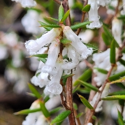 Leucopogon fletcheri subsp. brevisepalus (Twin Flower Beard-Heath) at Kowen, ACT - 9 Sep 2022 by trevorpreston