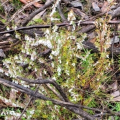 Styphelia fletcheri subsp. brevisepala at Kowen, ACT - 9 Sep 2022