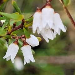 Cryptandra amara (Bitter Cryptandra) at Kowen Escarpment - 9 Sep 2022 by trevorpreston