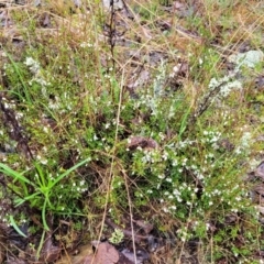 Cryptandra amara at Kowen, ACT - 9 Sep 2022 11:37 AM