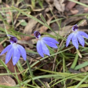 Cyanicula caerulea at Bruce, ACT - suppressed