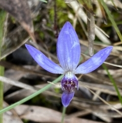 Cyanicula caerulea at Bruce, ACT - suppressed