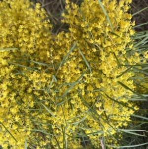 Acacia boormanii at Bruce, ACT - 9 Sep 2022 12:07 PM